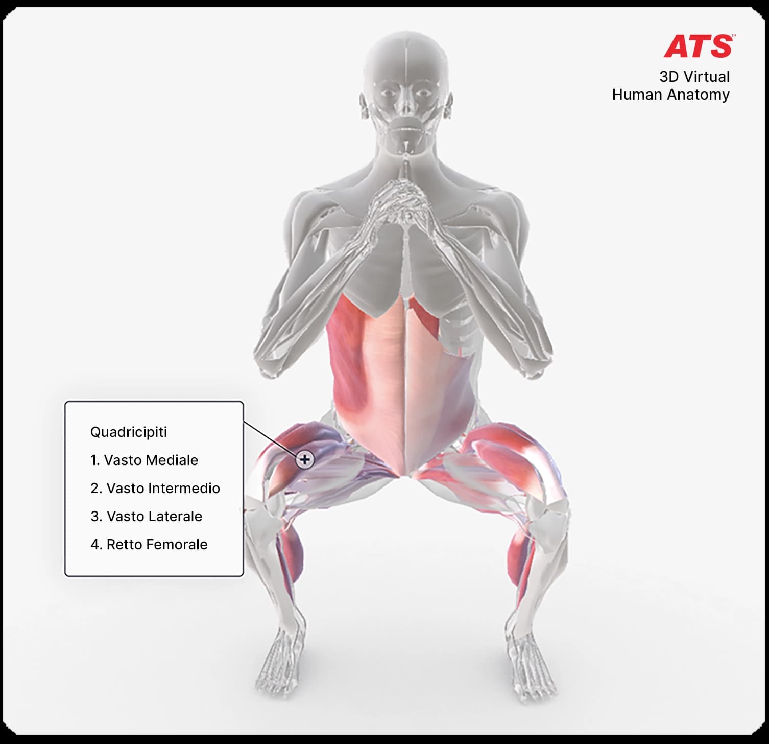 Squat-Human-Anatomy-ATS