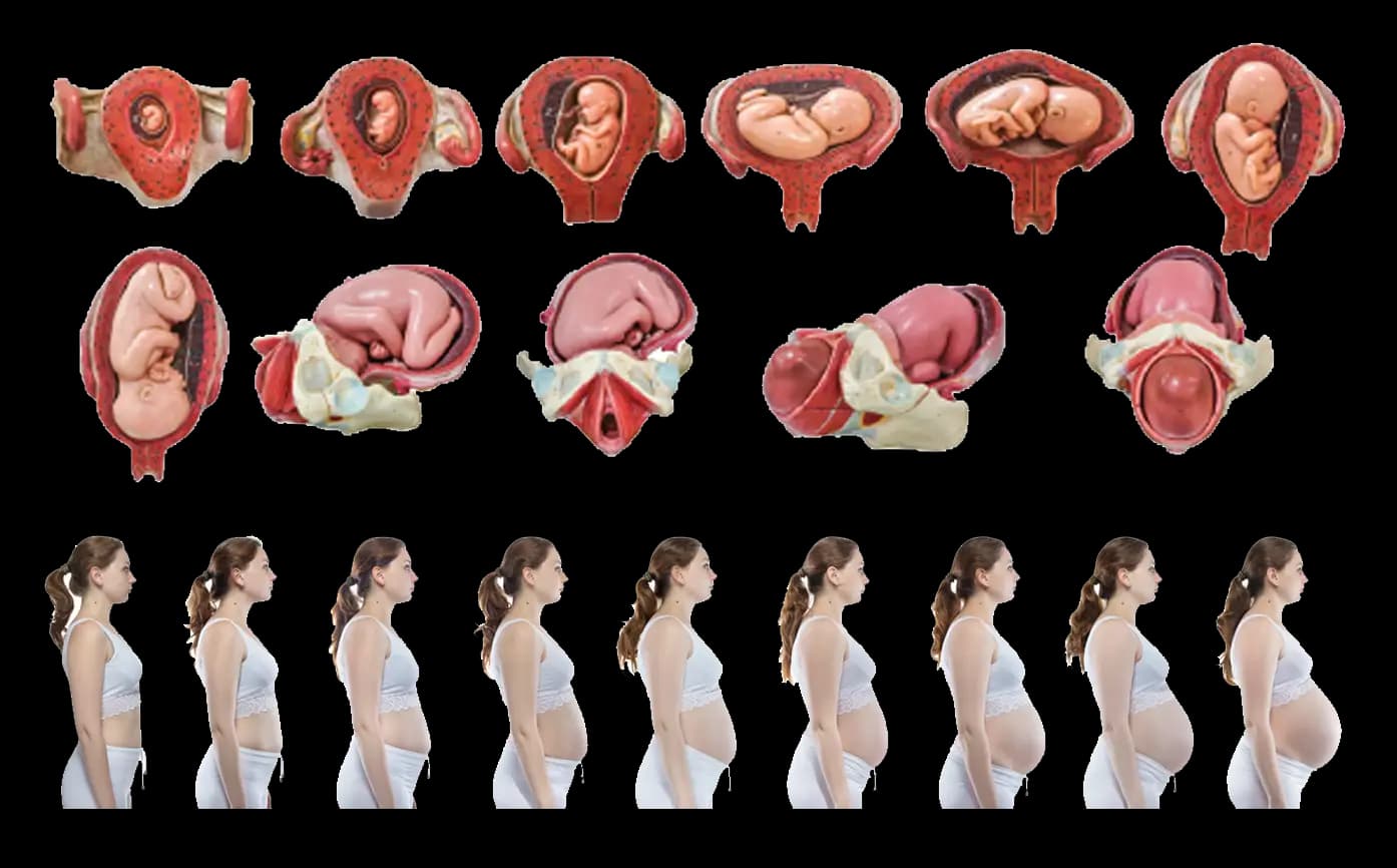 Mutamenti del feto e della donna in gravidanza