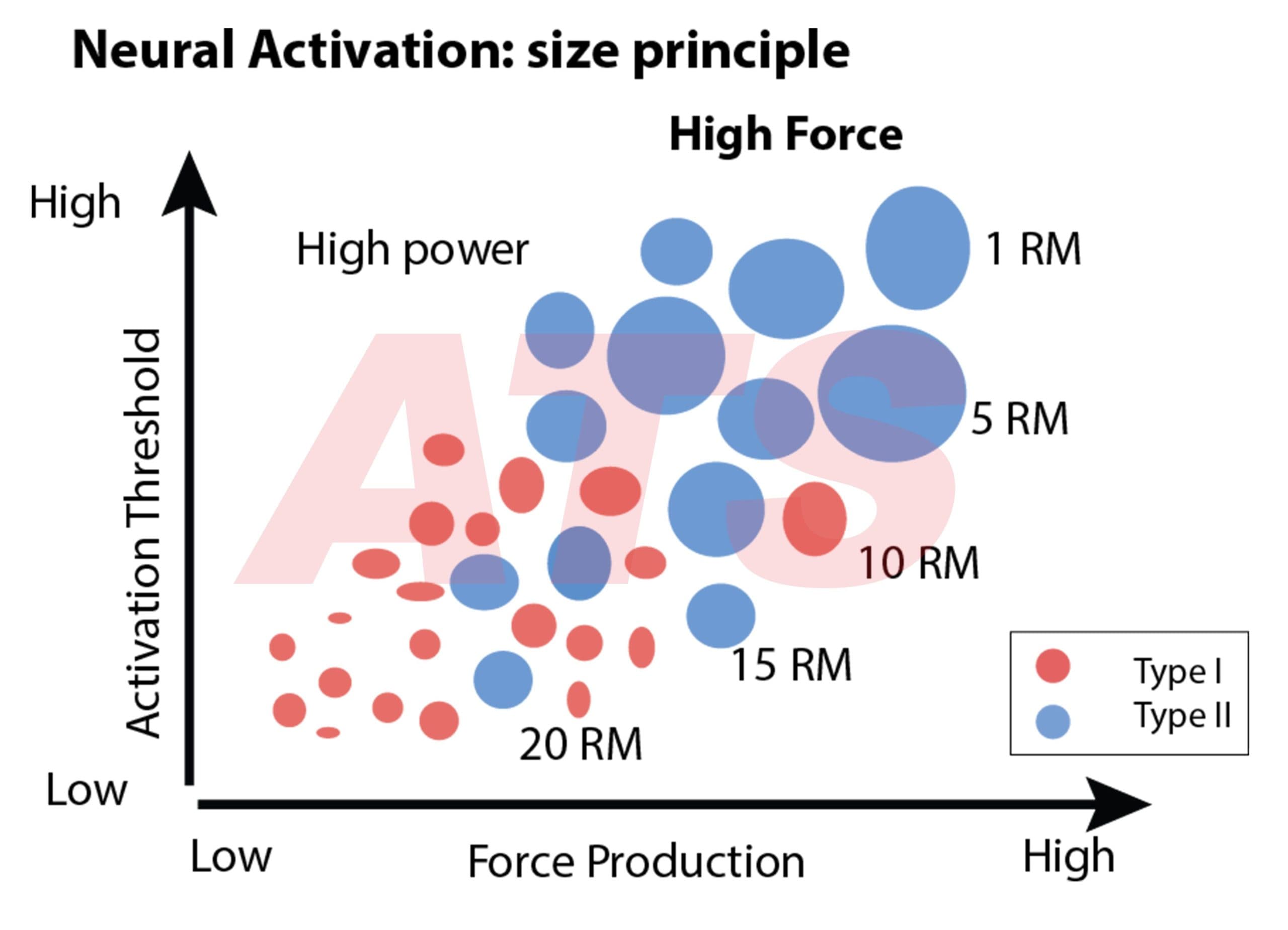 Reclutamento Muscolare-Formazione-Scientifica