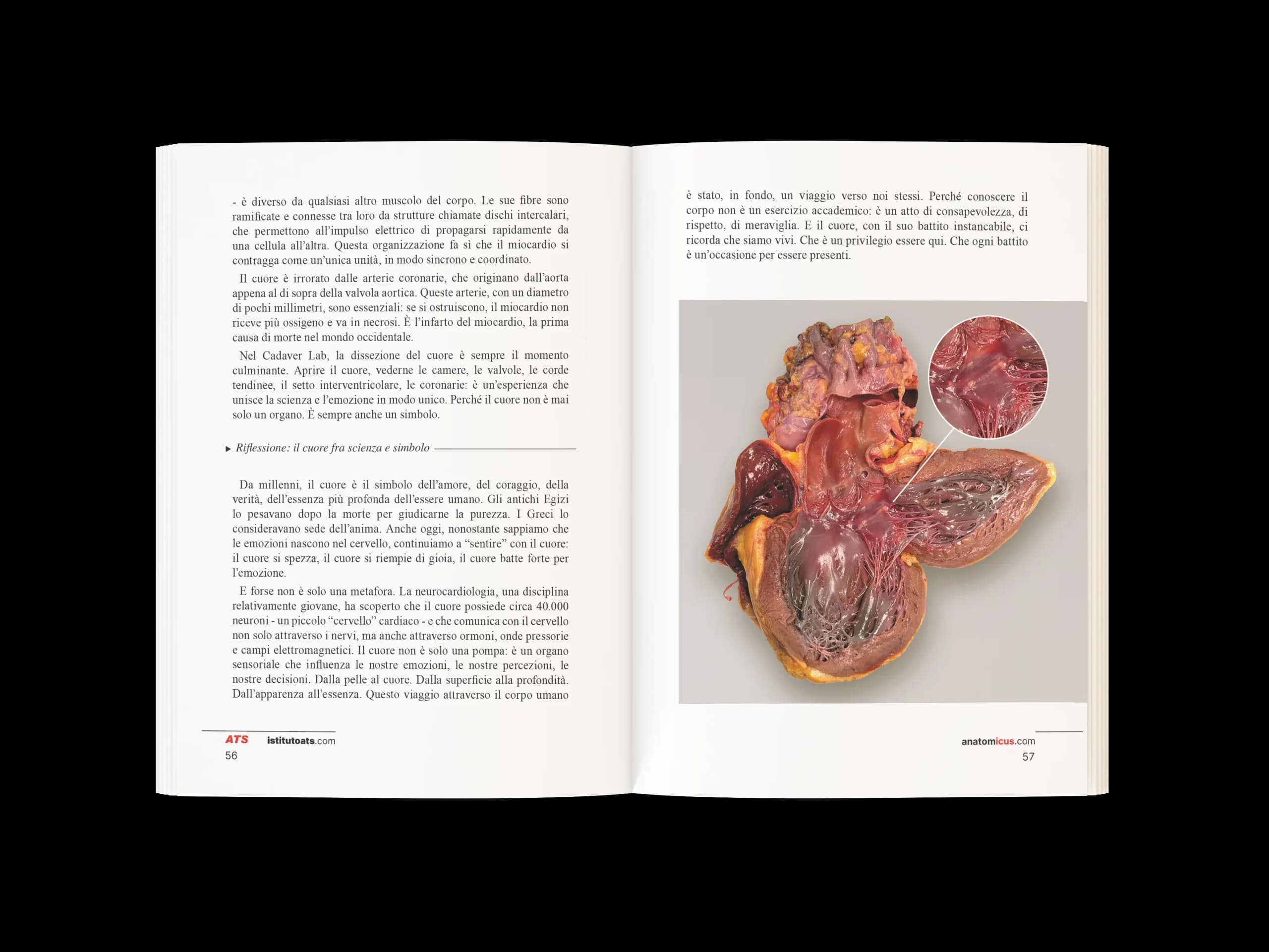 Dalla Pelle al Cuore anteprima 1